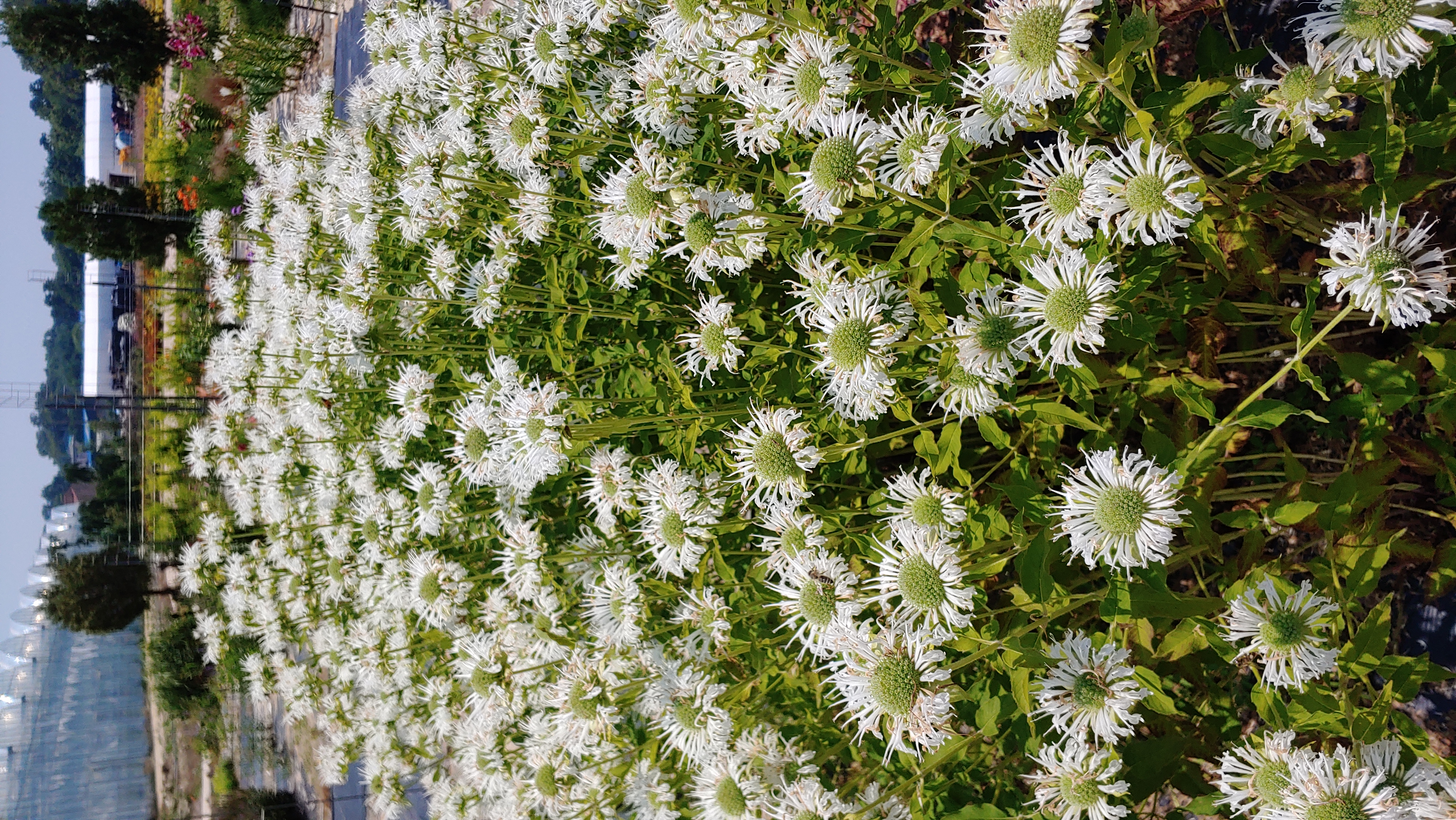 Monarda fistulosa 'Schneewittchen'